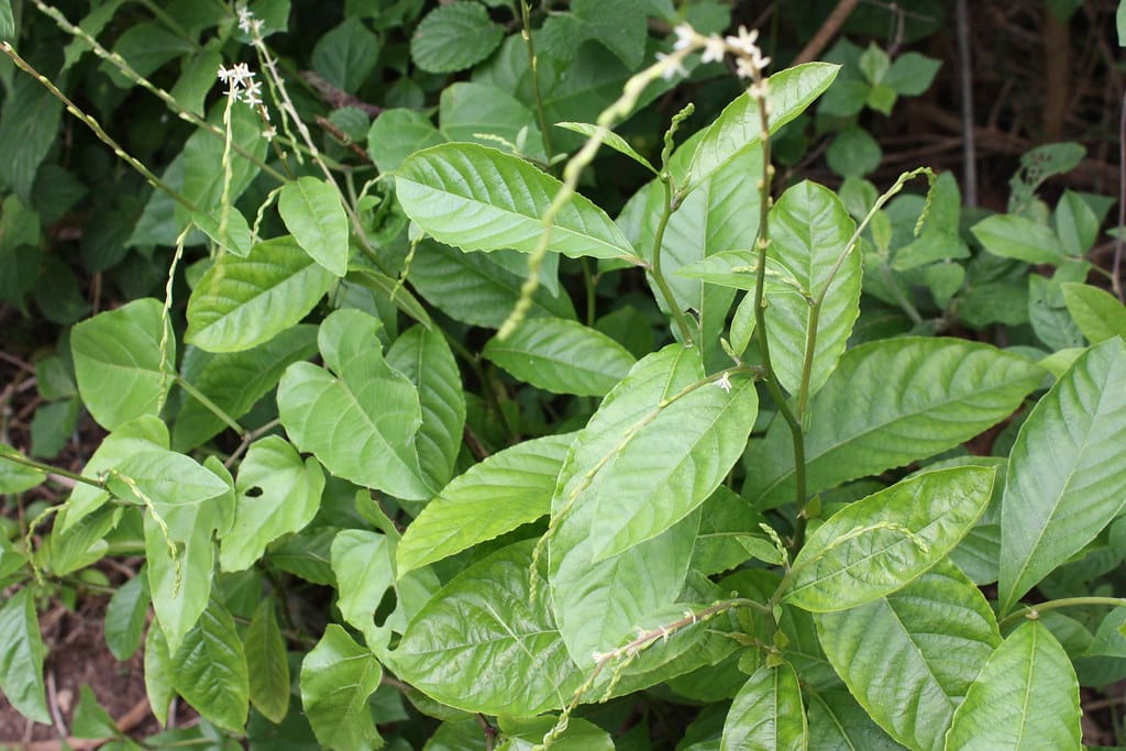  Pour innover en matière d'ornementation, faites connaissance avec la plante guinée
