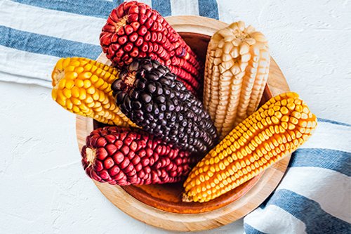 Au-delà du maïs vert : découvrez le maïs violet et ses avantages