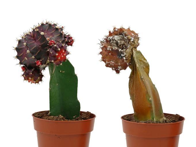  Plus jamais de cactus flétri - découvrez ce qu'il faut faire pour inverser le problème