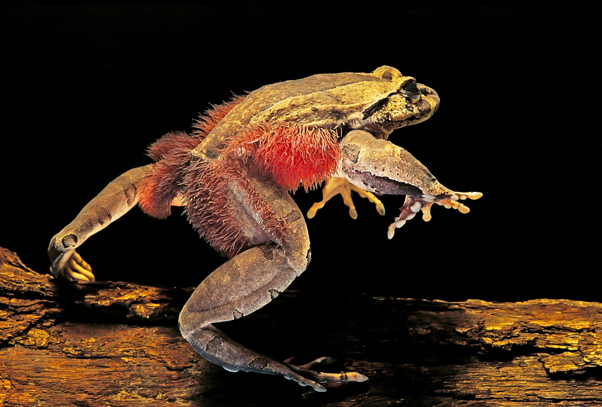  Rencontrez la grenouille Wolverine : une défense inhabituelle qui consiste à briser ses propres os !