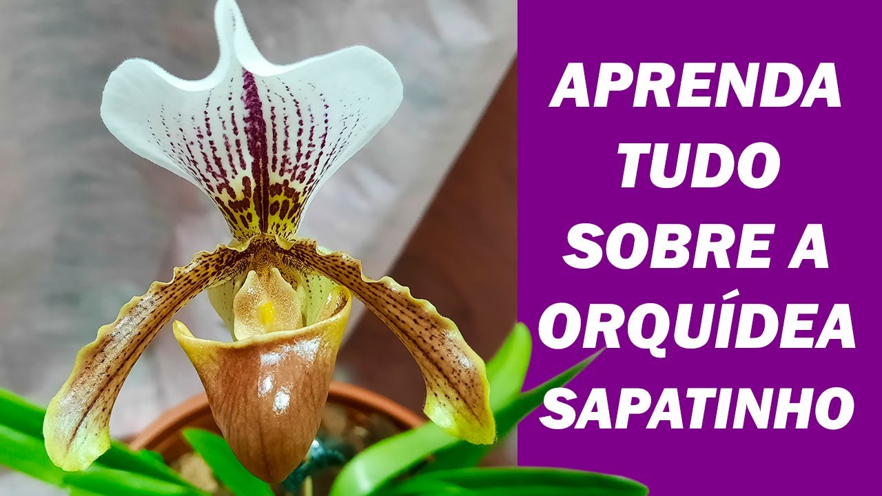  Orchidée pantoufle : apprendre à la planter étape par étape
