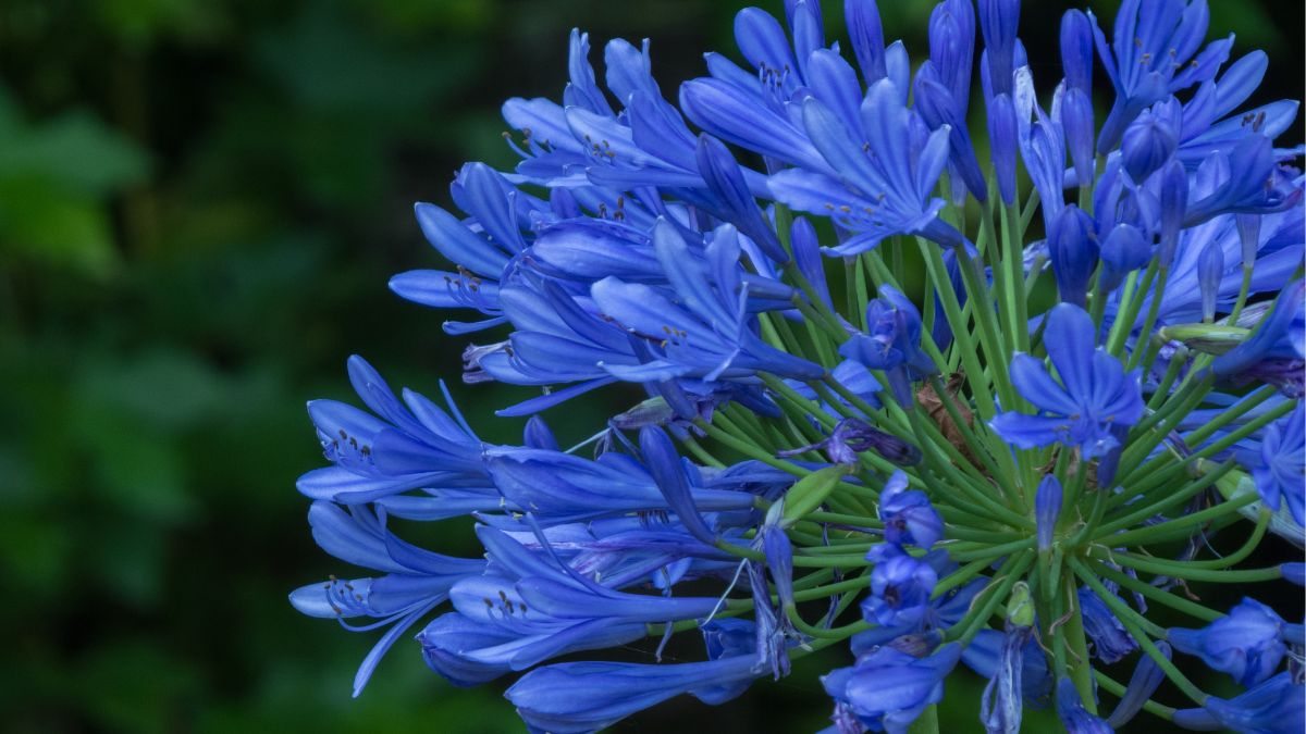  푸른 꽃을 피우는 4가지 식물