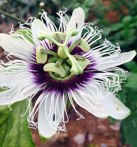  Hoa đam mê: biết loài hoa đam mê NỔI TIẾNG và lợi ích của nó