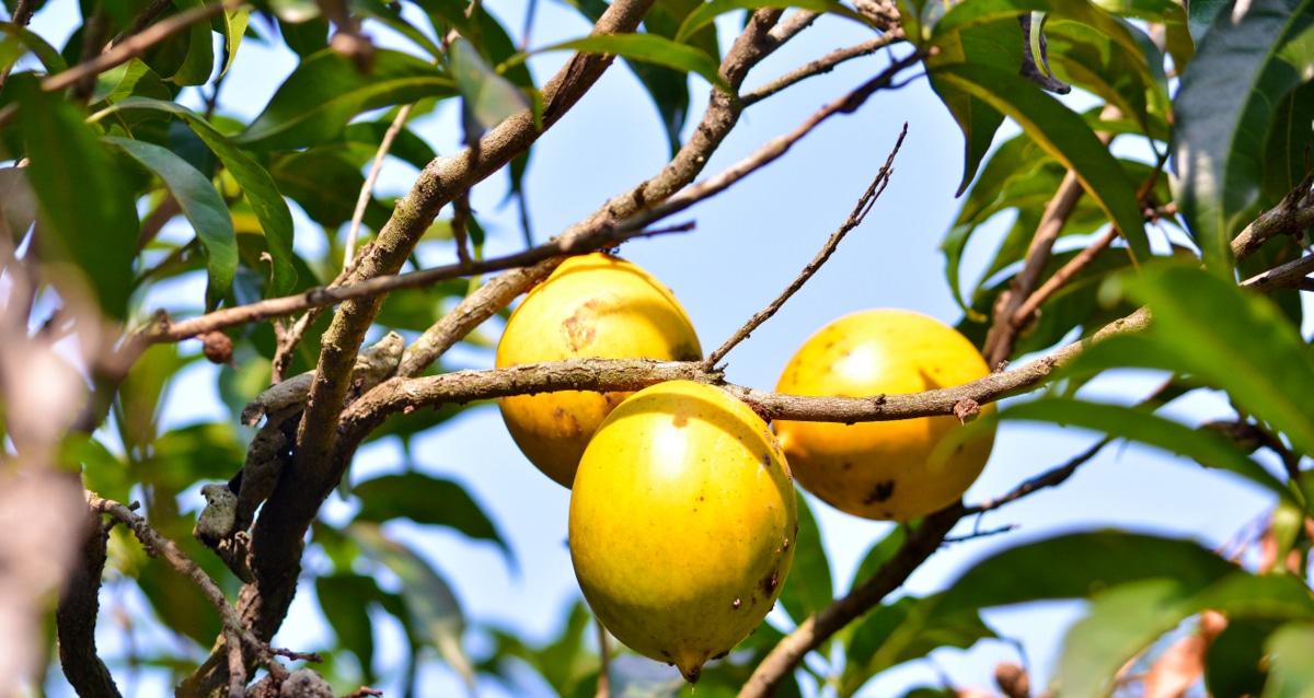 Abiu: upoznajte svojstva ovog egzotičnog voća