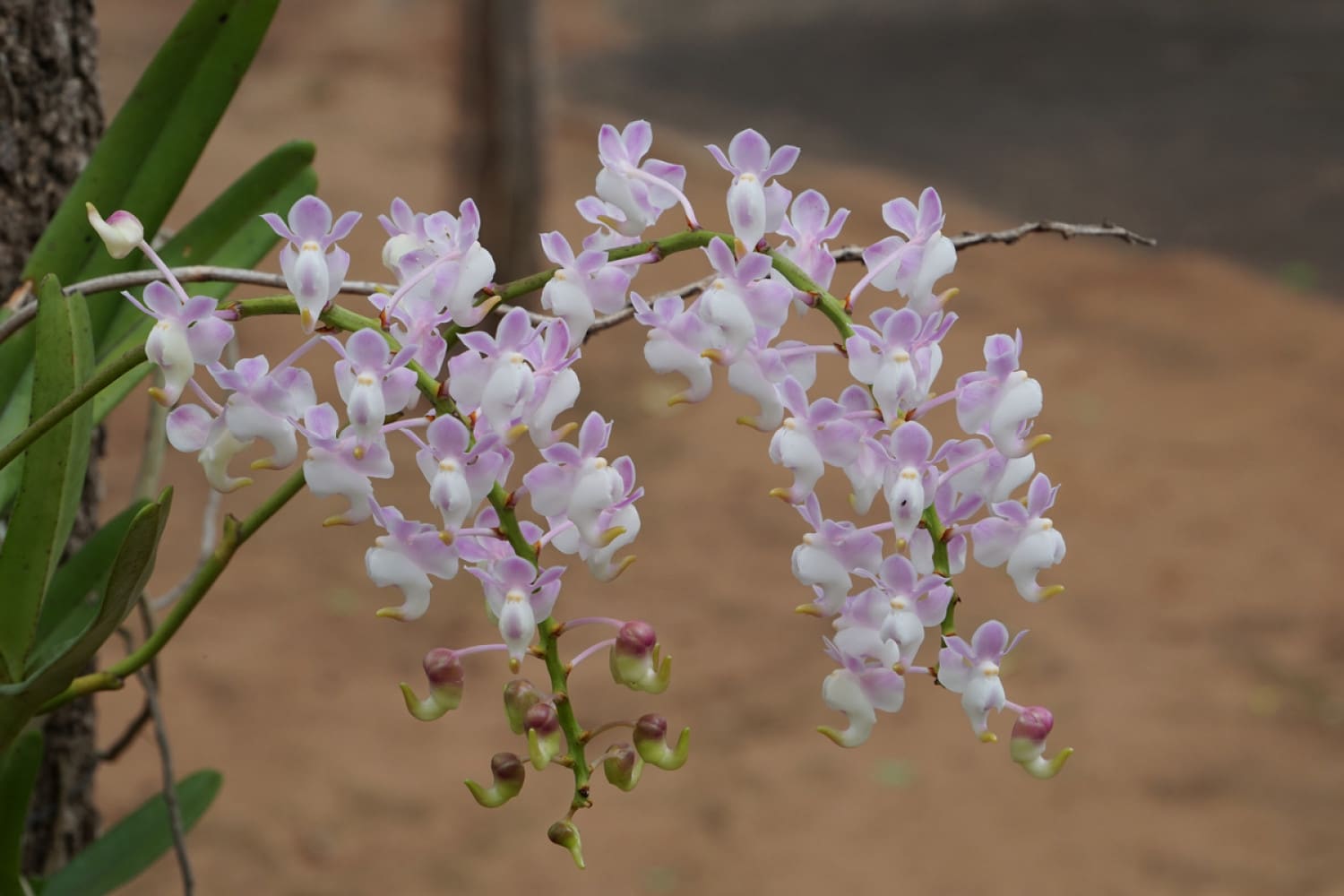  Eyebright orkidesi: Bu narin ve büyüleyici çiçekleri bahçenizde yetiştirin