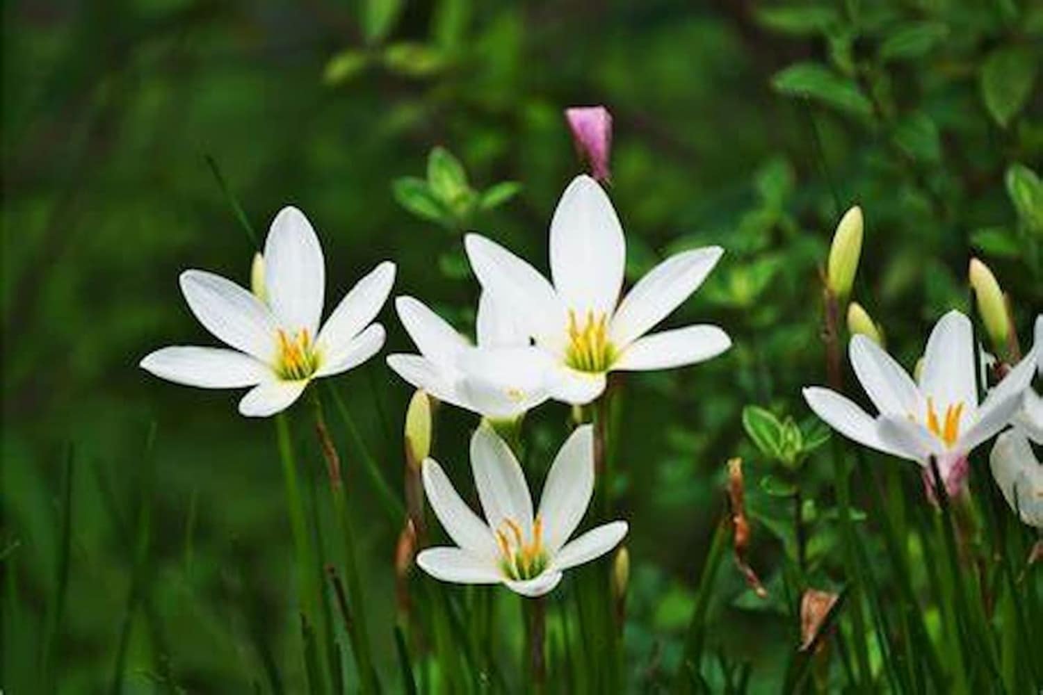  Liriodovento: Descubre a floración que baila ao alento da natureza