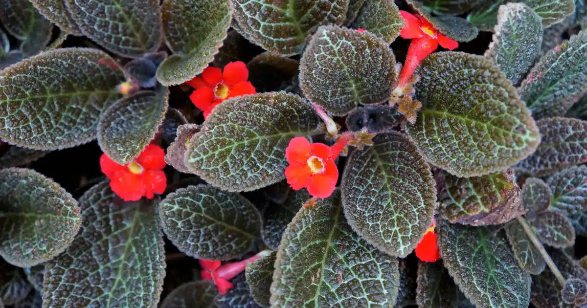  Epsiscia Cupreata: kaip auginti visus žavinčią gėlėmis ir lapais plantatapetę