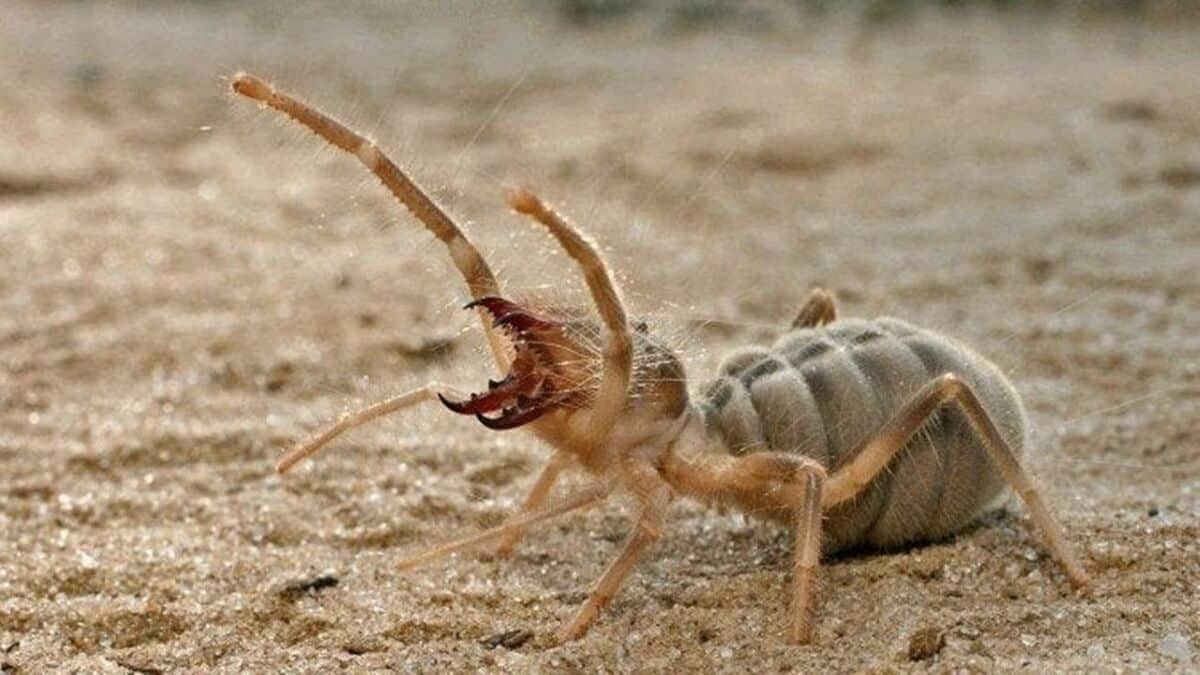  Αράχνη καμήλας: γνωρίστε αυτό το περίεργο ζώο που περιβάλλεται από μύθους και θρύλους!