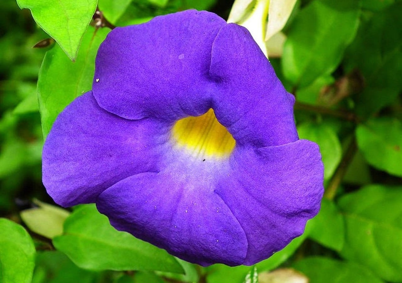  Μεταμορφώστε το σπίτι σας σε έναν καταπράσινο κήπο: Ανακαλύψτε 7 μοβ είδη λουλουδιών για να διακοσμήσετε με στυλ!