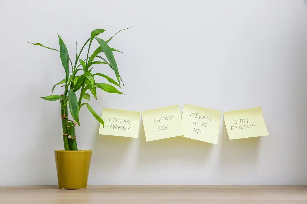  Magic Plants: Verander jou kantoor in 'n magneet vir geluk in besigheid