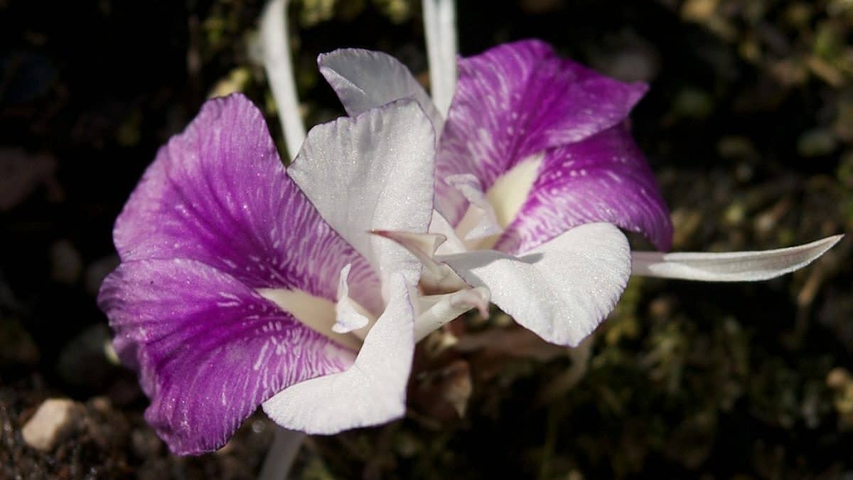  Atgimimas su CanangadoJaponija: žavinga prisikėlimo gėlė