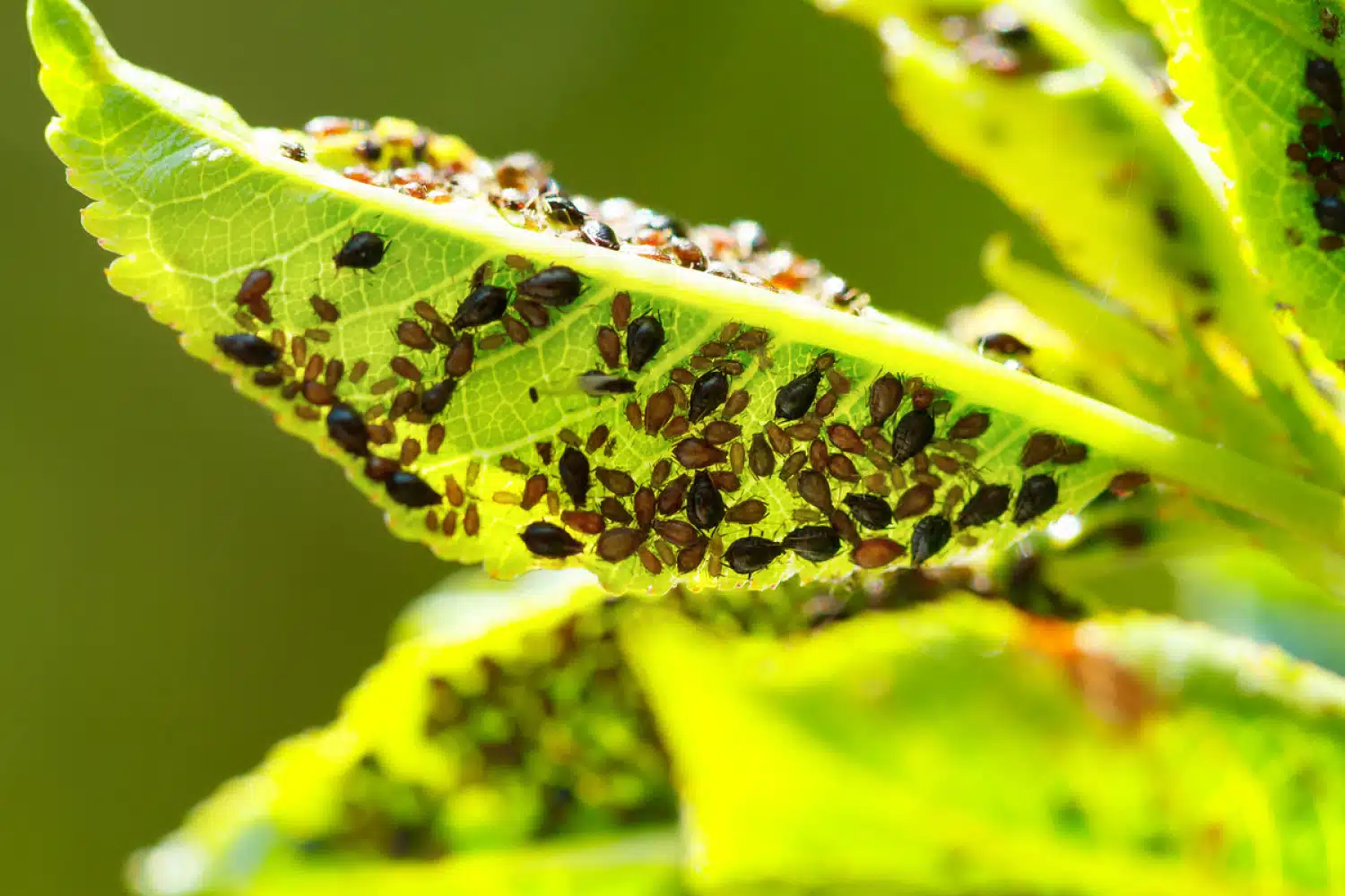  Kriget mot svart bladlus: Effektiva taktiker för din trädgård