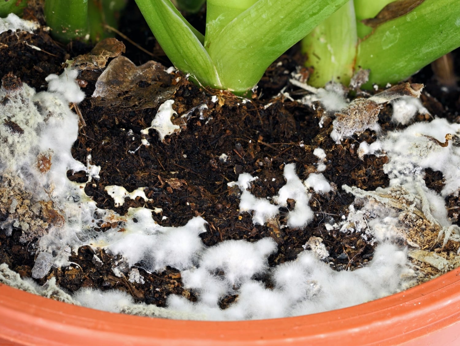  Befrij jo planten fan wite fungus: sjoch krêftige fjochtstechniken