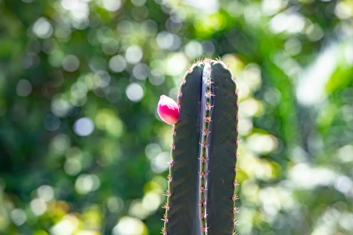  Mandacaru cvijet: otkrijte poznati cvijet kaktusa i kako ga uzgajati