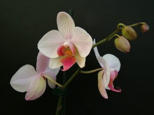 Malkovru la 3 specojn de orkideoj, kiuj estas plej facile prizorgi
