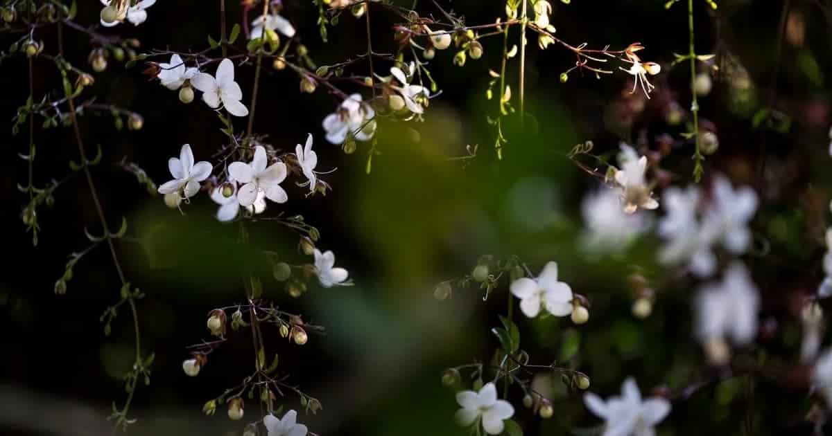  Basamaklı güzellik: Narin ve yemyeşil bir bitki olan véudenoiva'yı evinizde nasıl yetiştireceğinizi öğrenin