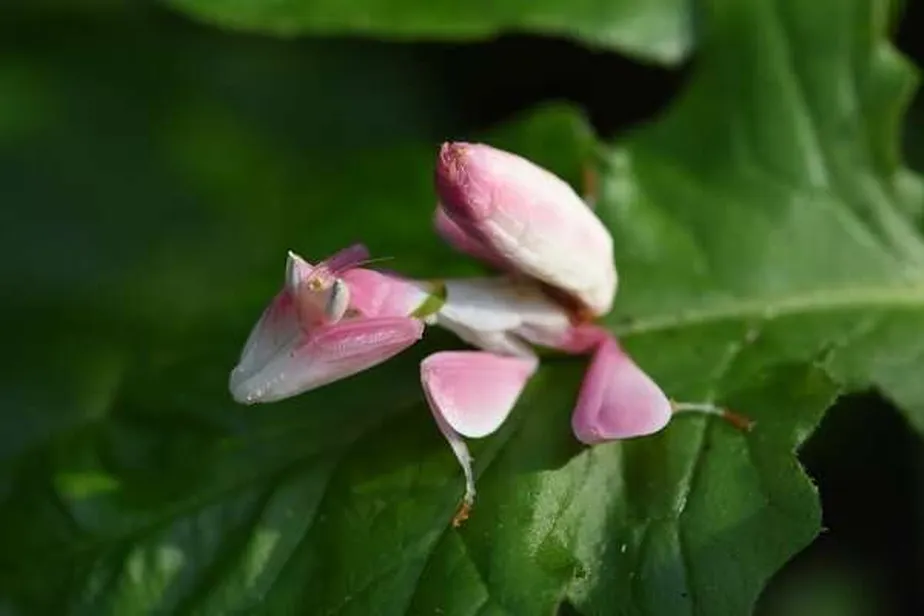  Орхидеја што се моли богомолка: мајстор за камуфлажа ценет од научниците