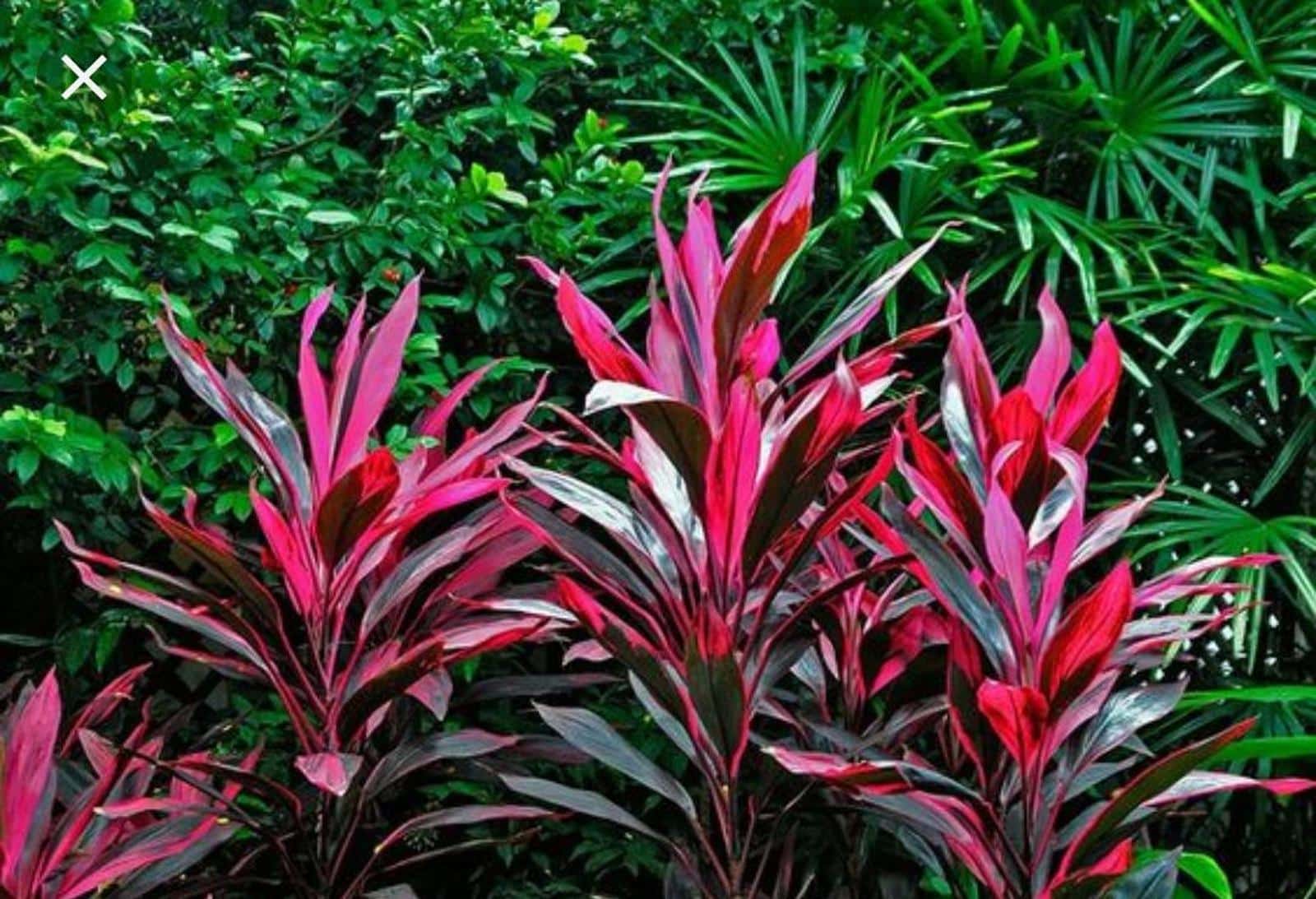  Lær om den røde dracen, og hvordan du dyrker denne eksotiske art.