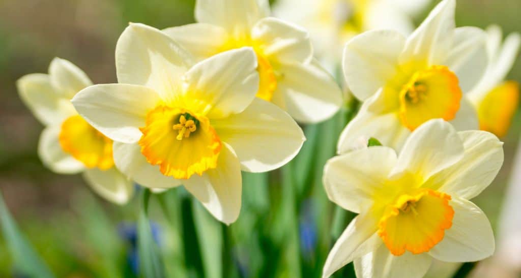  La fascina vojaĝo tra la mondo de la Narciso-floro: Zorgo kaj signifo!