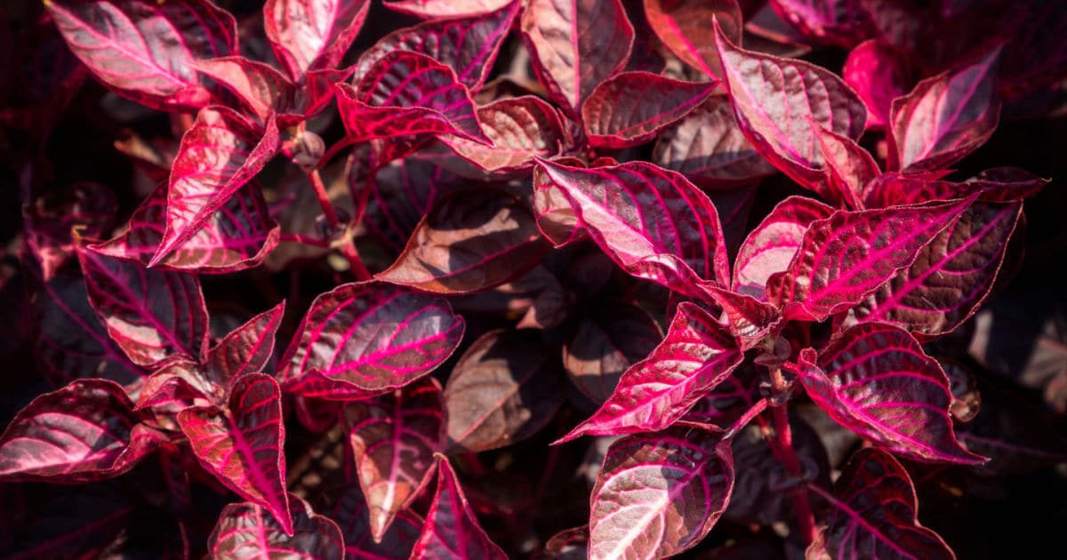 Folla de sangue ou iresine: unha planta ornamental marabillosa que podes ter na casa!
