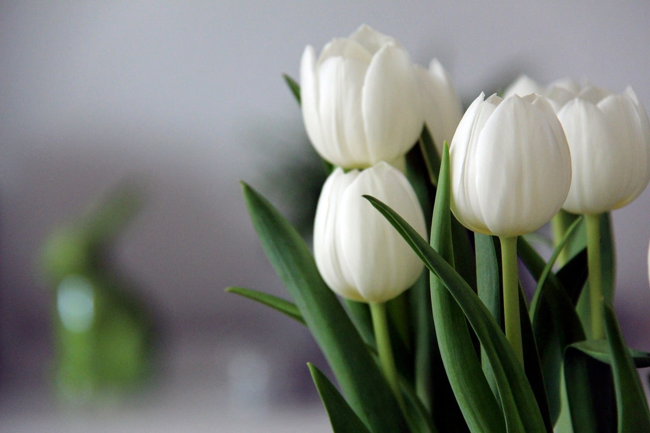  Градина в бели нюанси: опознайте основните видове бели цветя и се изненадайте!