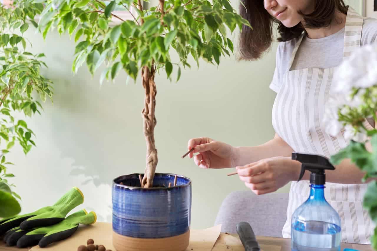  Ficus Benjamina: Todo o que necesitas saber para cultivalo na casa