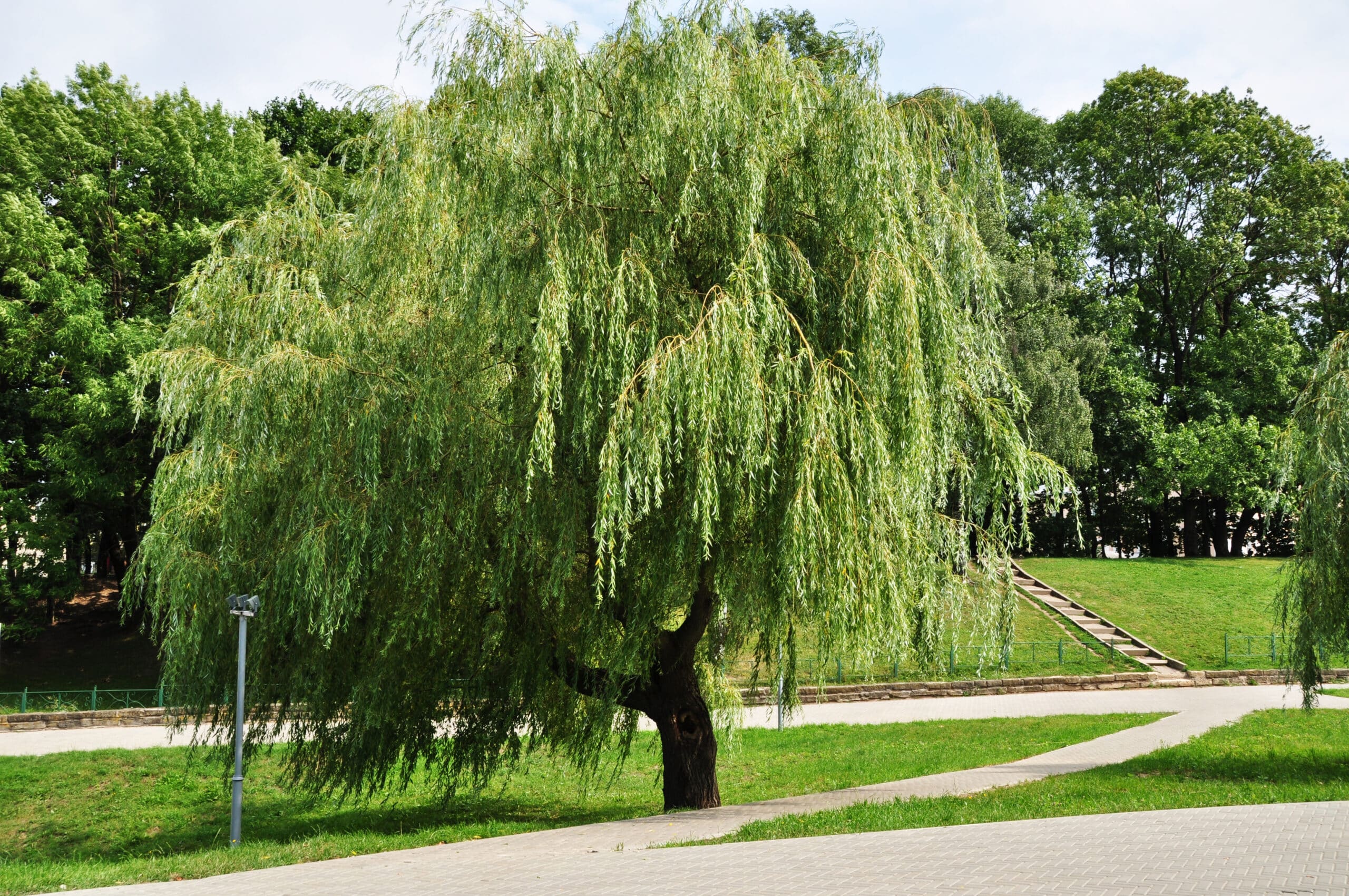  Weeping willow: lear oer de plant en de wichtichste kultivaasjetips