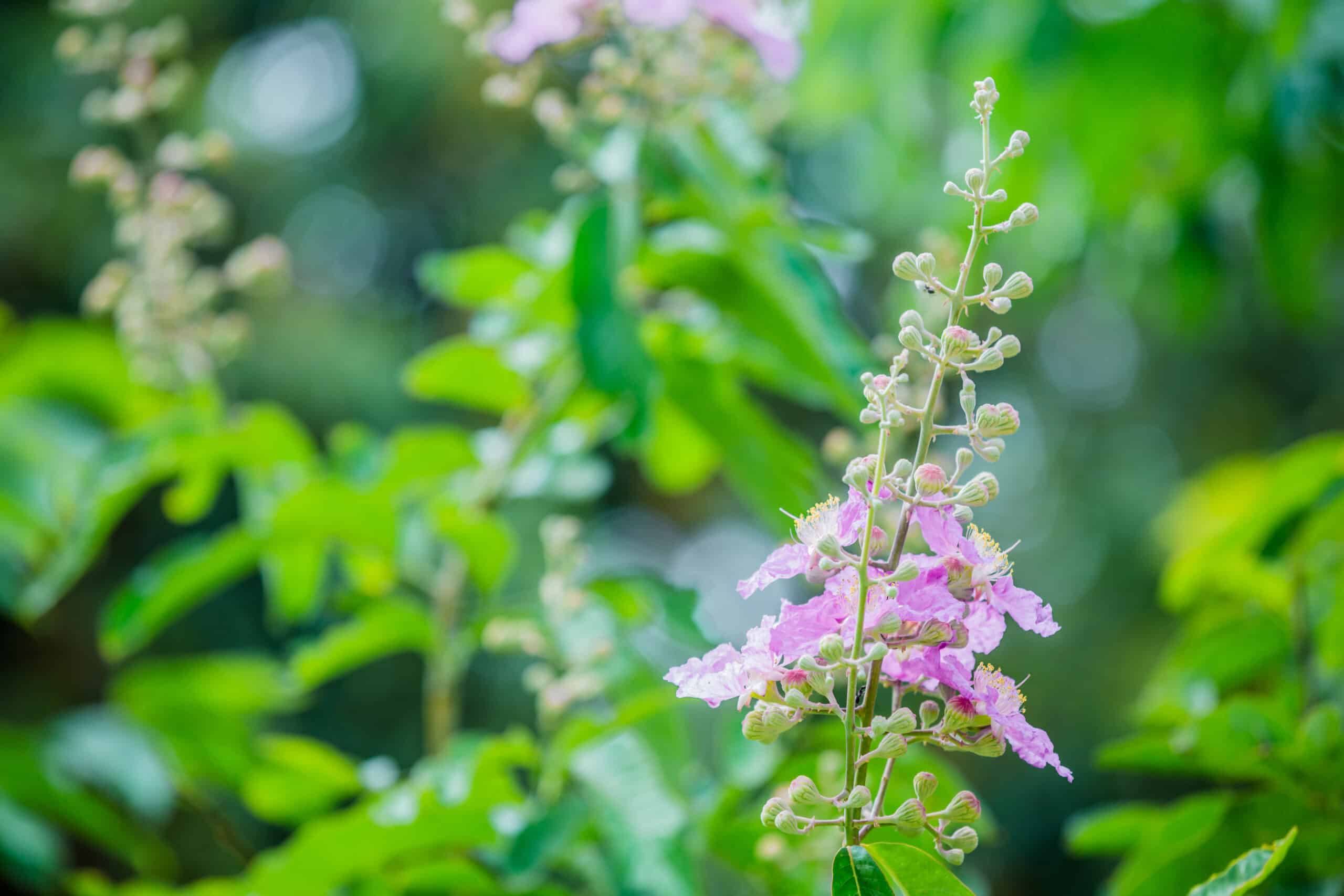  ინდიგო: აღმოაჩინეთ ეს მცენარე, რომელიც ფართოდ გამოიყენება როგორც ბუნებრივი საღებავი