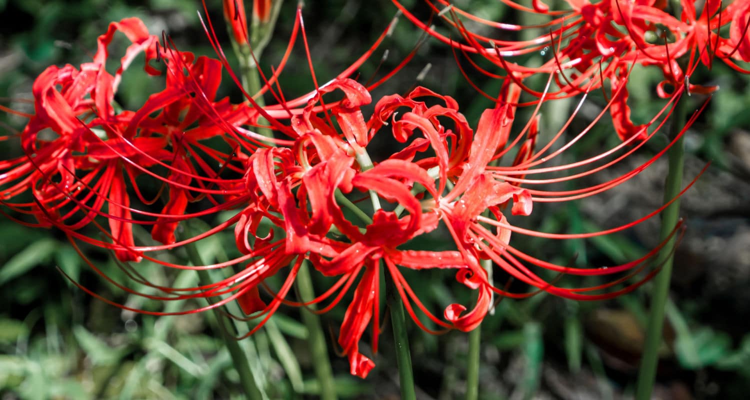  Red Spider Lily: เสน่ห์และความอยากรู้อยากเห็นของดอกไม้ที่น่าประหลาดใจ