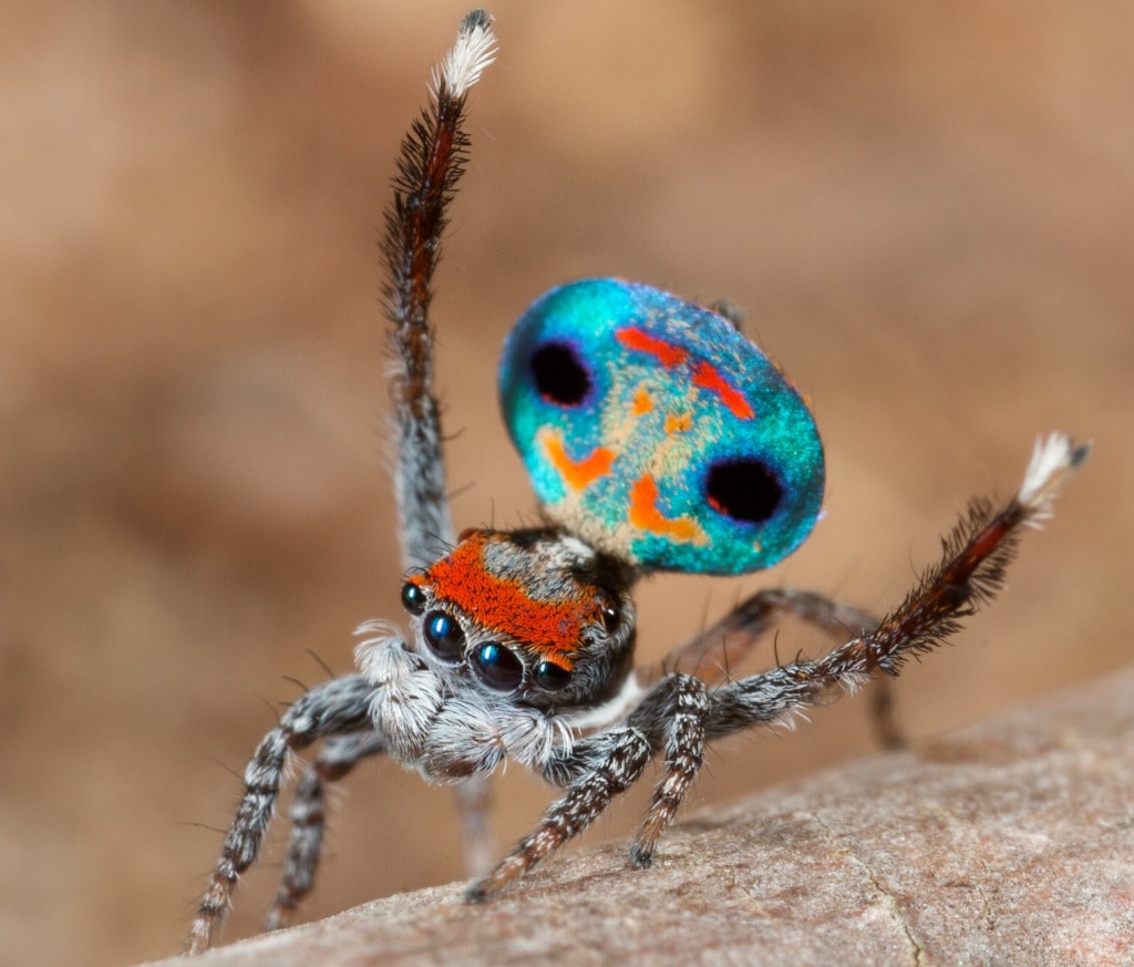  Laba-laba yang terlihat seperti burung merak - temui spesies arakhnida yang eksotis ini