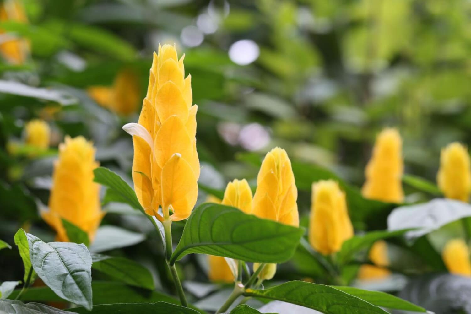  Nuuskierige skoonheid: plant geel garnale vir 'n selfs meer pragtige tuin
