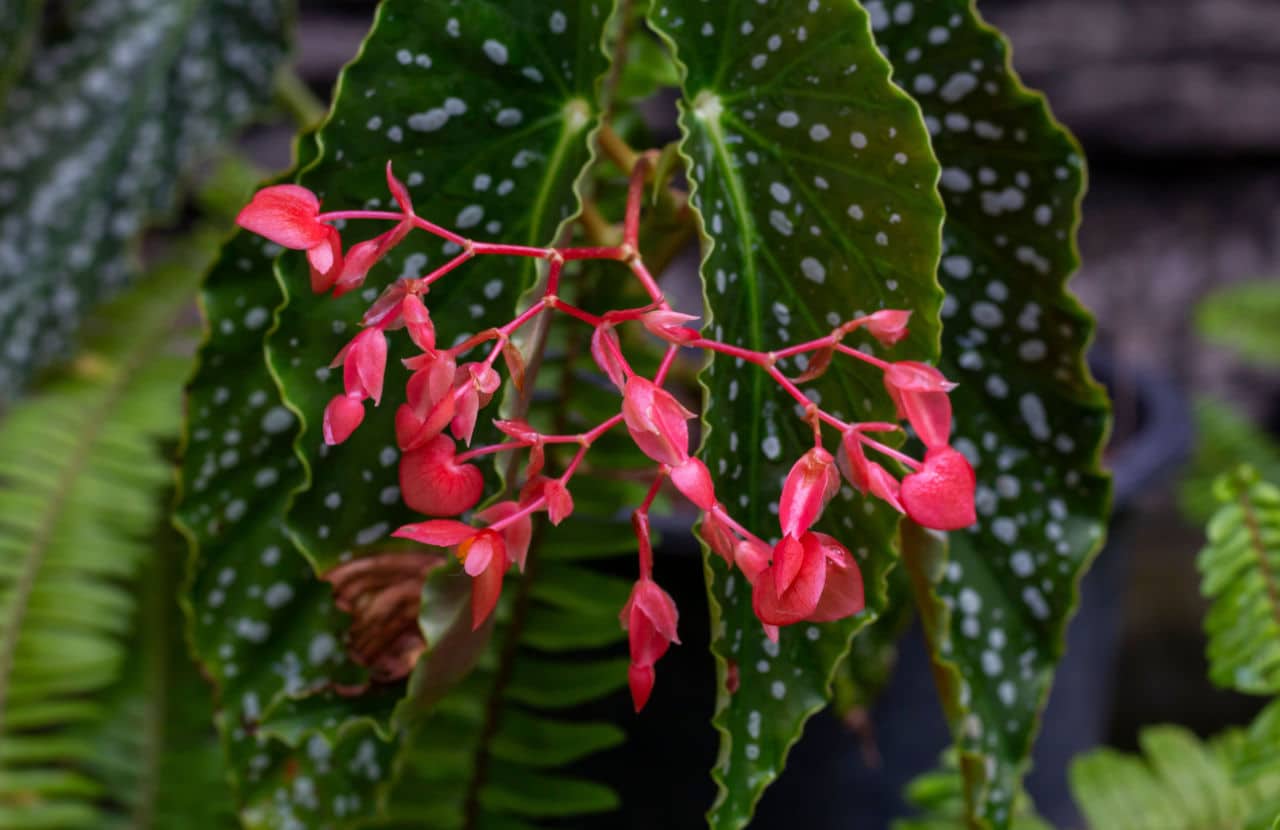  Obogaćite svoj vrt: potpuni vodič o uzgoju šarmantne begonije asadeanjo
