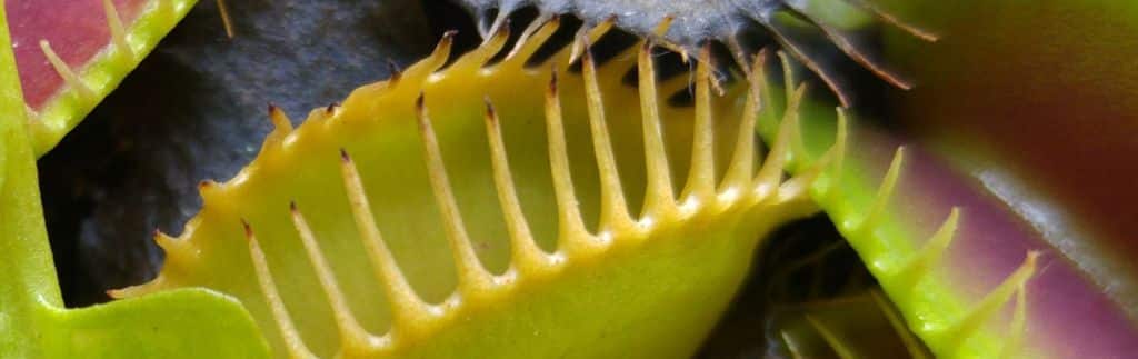 Palakihin ang iyong sariling Carnivorous Venus flytrap: Madaling hakbang-hakbang!