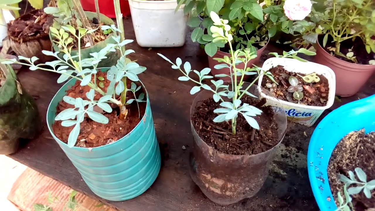  Lær at dyrke rude i en potte; se trin for trin planteprocessen