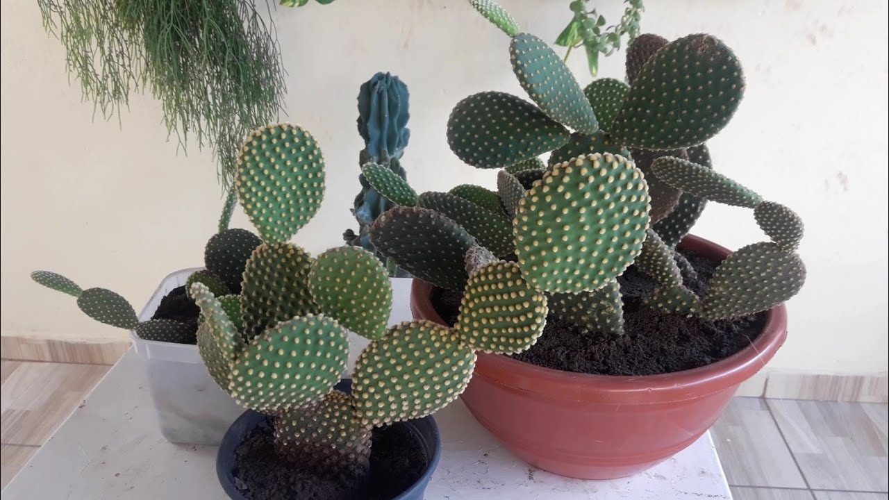  Leer hoe je op een praktische en eenvoudige manier Mickey's oor cactussen kweekt