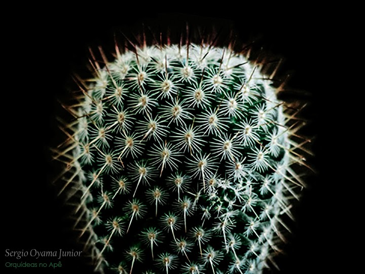  Aprenda a plantar y cuidar los cactus cojín de alfiler