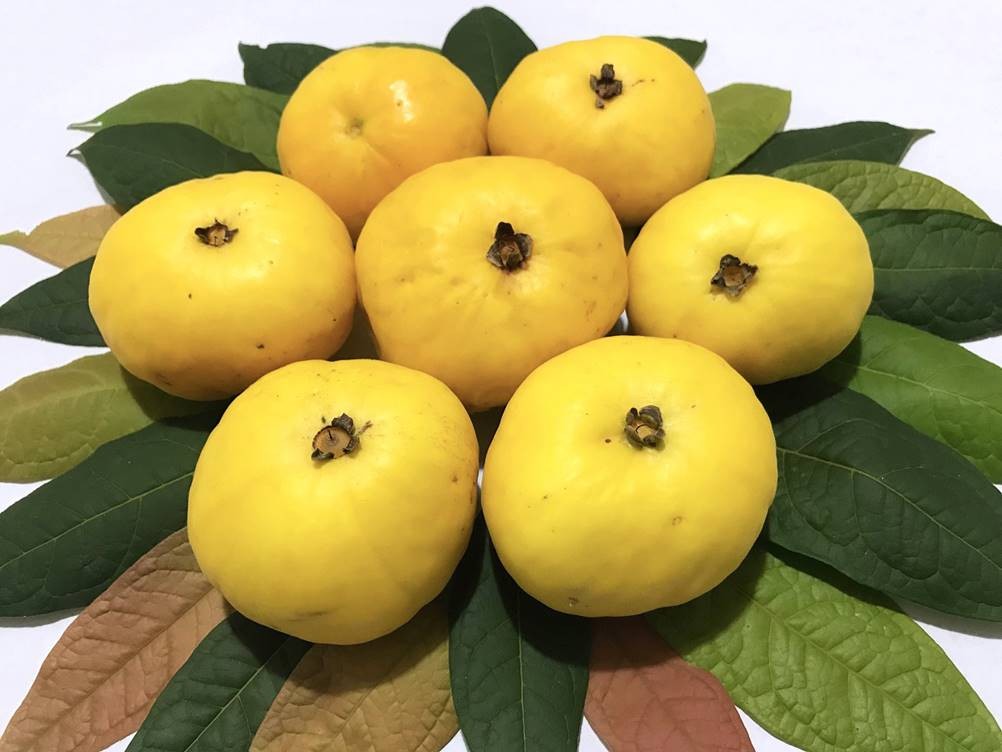  Araçáboi：了解这种酸性水果对健康的益处