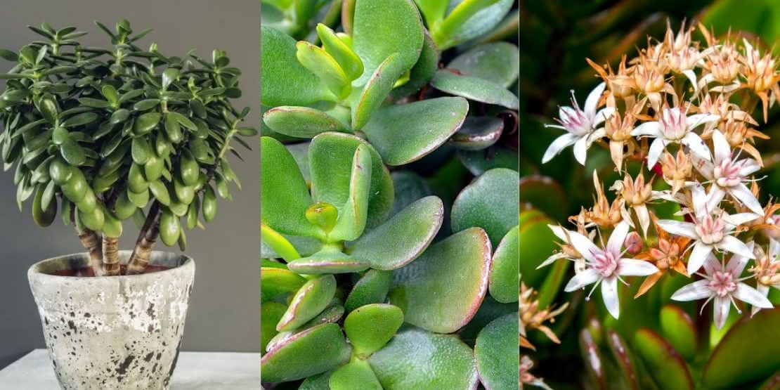  Freonskipsbeam: learje hoe't jo de jadeplant thús kinne groeie