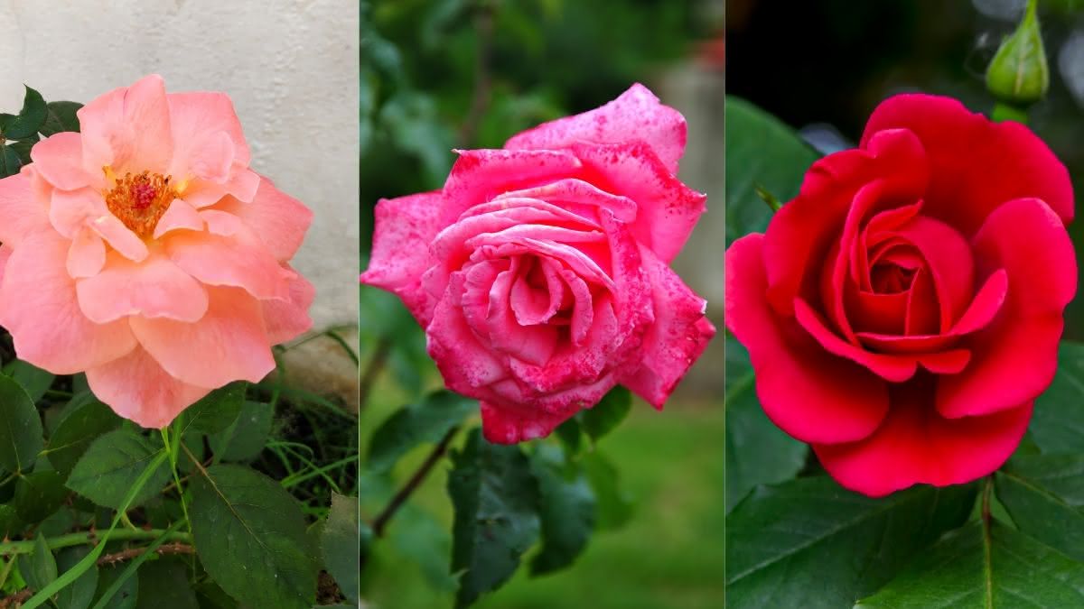  蔷薇花蕾：如何种植并使您的花园更加美丽！