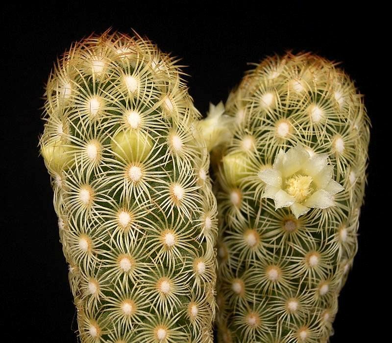  Cactus dedodedama: cura e coltivazione