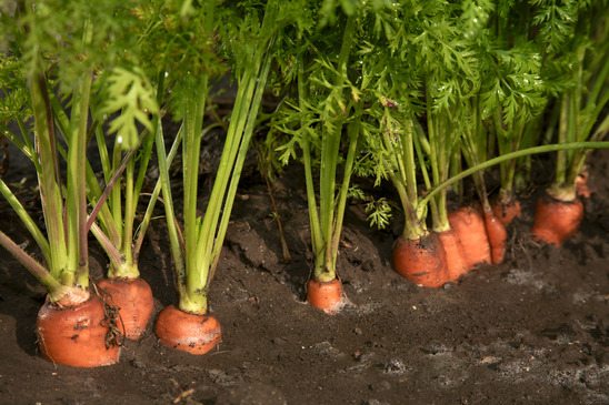  Marchew i buraki: 10 wskazówek dotyczących udanego sadzenia