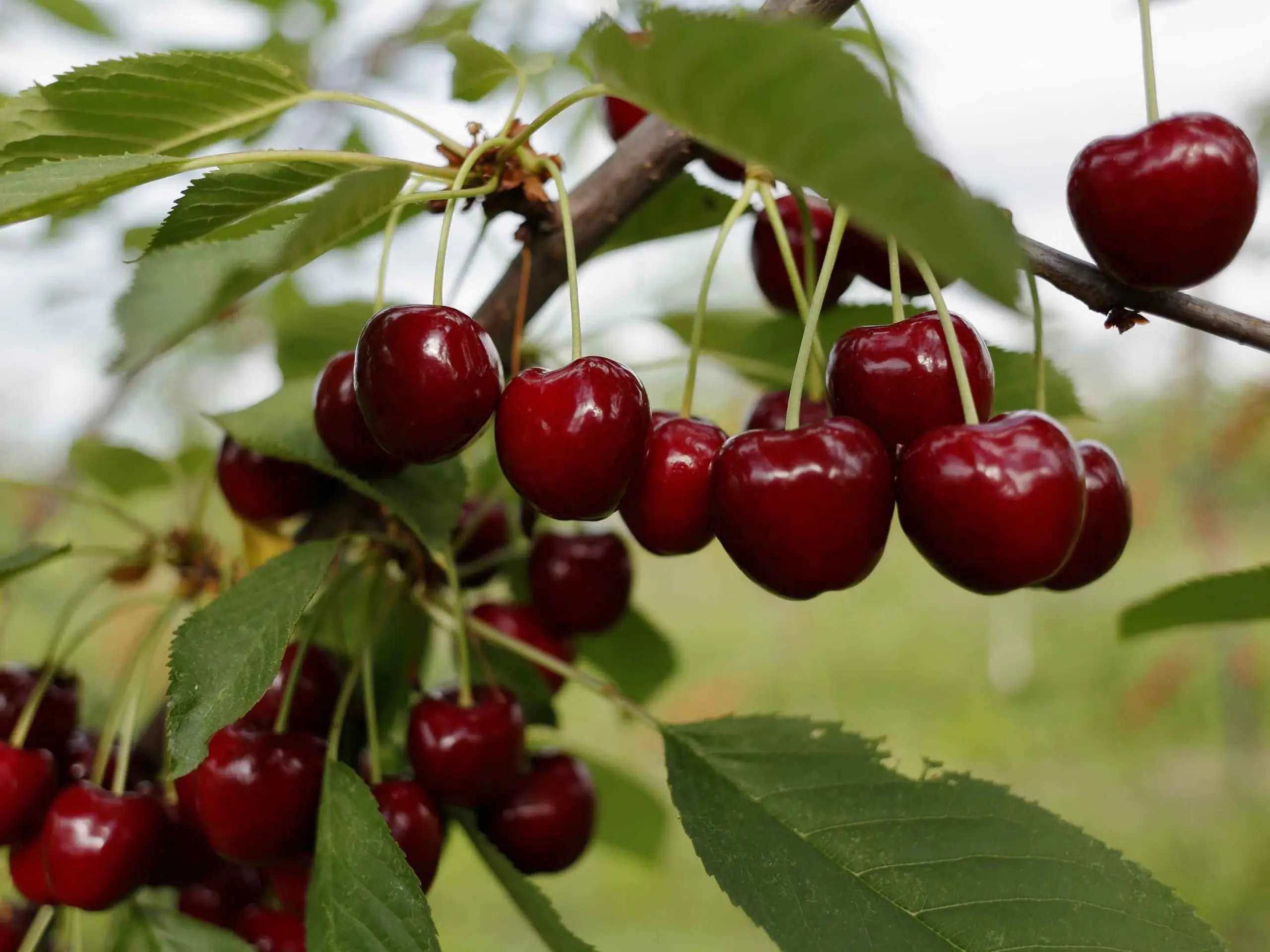  Kirsebær: lær hvordan du planter kirsebær i en gryte og hvordan du spiser denne deilige frukten