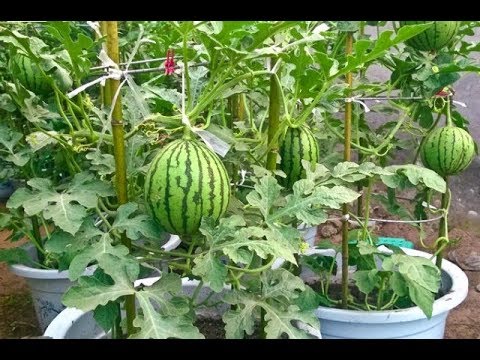  Cara menanam semangka bayi di rumah