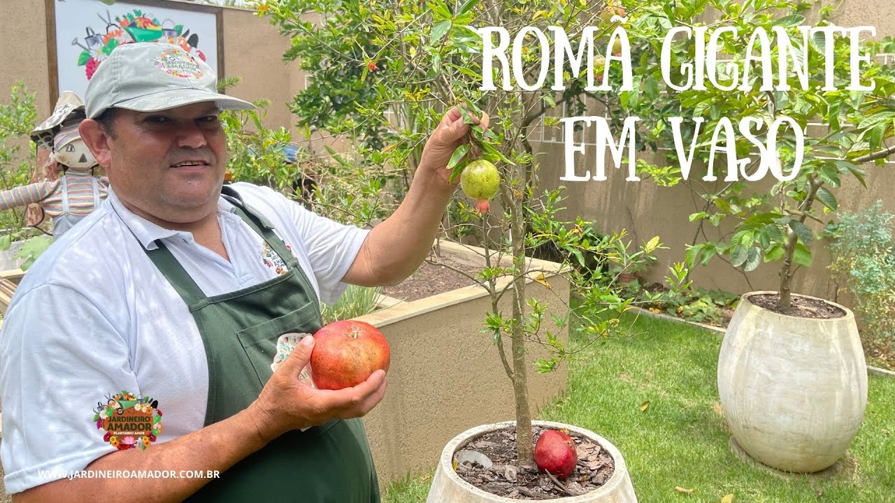  Ako pestovať granátové jablko v kvetináči - pozrite si tipy