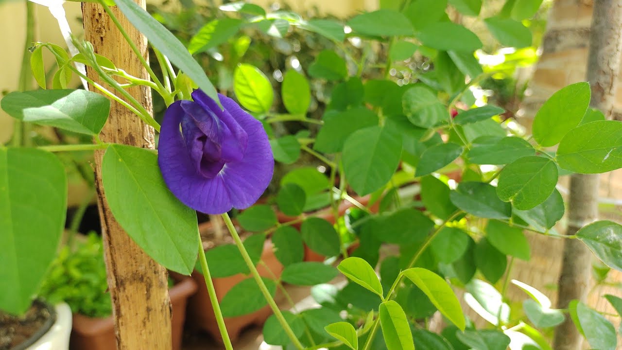  Hogyan kell ültetni és gondozni a kék pillangóborsót?