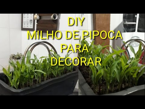  Како да се засади поп пченка