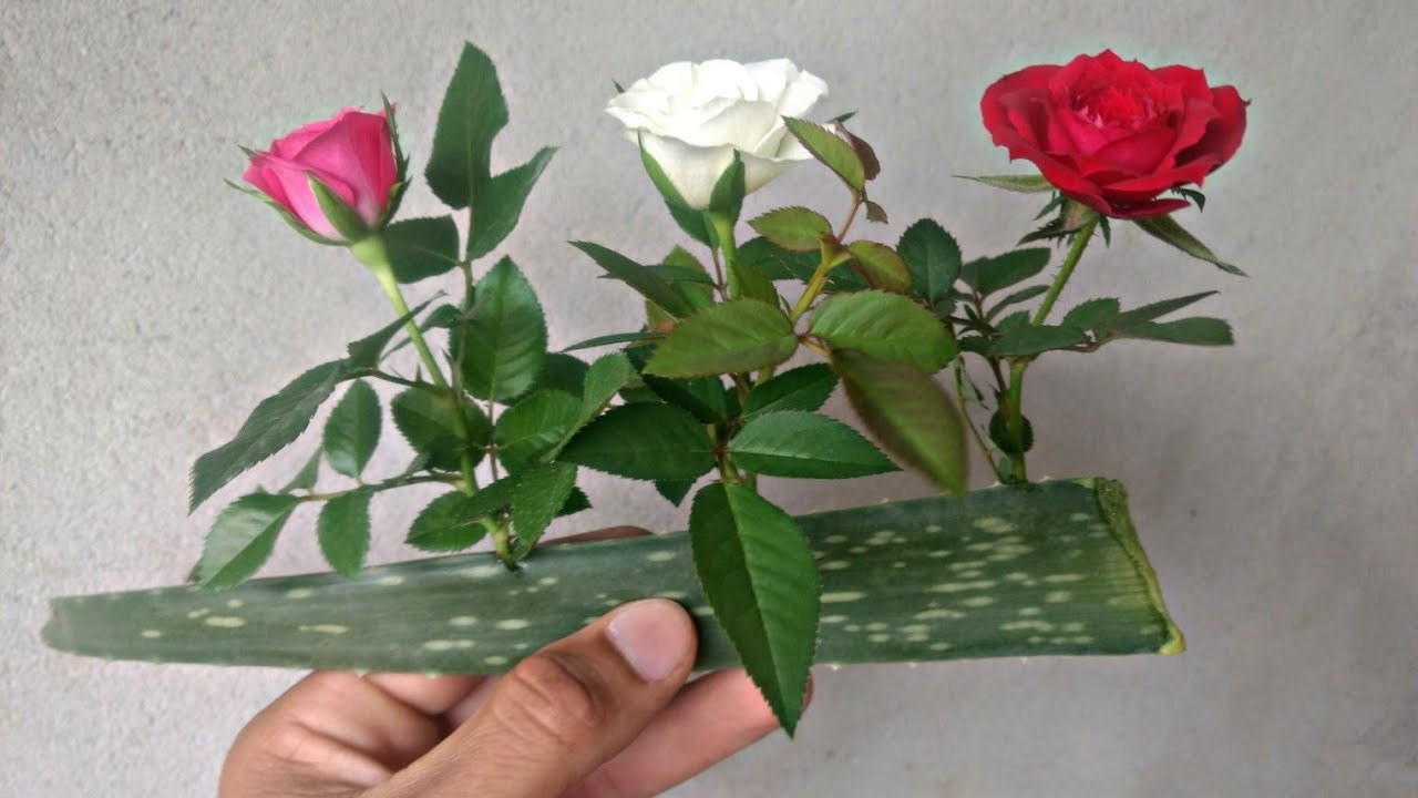  Comment planter un rosier sur une feuille d'aloès