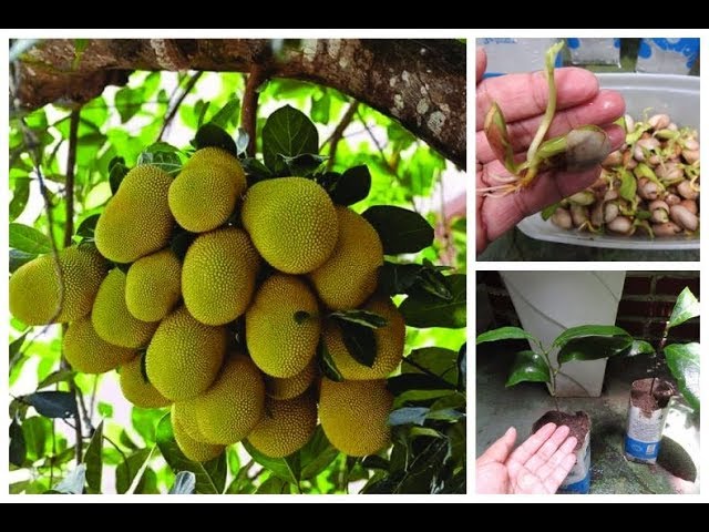  自宅でジャックフルーツを種から育てる手順をご覧ください。