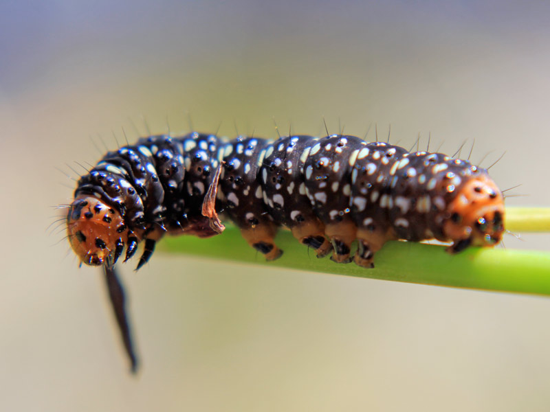  Entdecken Sie 3 hausgemachte Methoden, um Raupen auf Pflanzen für immer loszuwerden