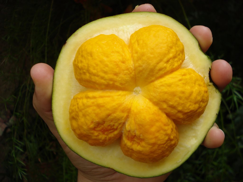  Goianoların en sevdiği meyve olan pequi'nin 5 İNANILMAZ faydasını keşfedin